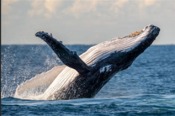 a whale jumping out of the water